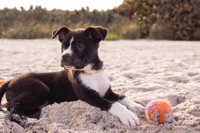 Which vaccinations does my pet need in Spain?