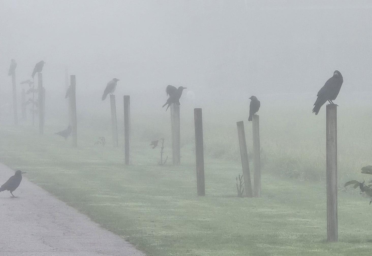 Reader photo of the week: Spooky season in Helsingborg