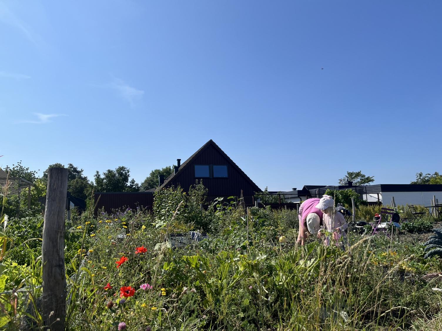 How a year on my allotment taught me to appreciate the Swedish seasons