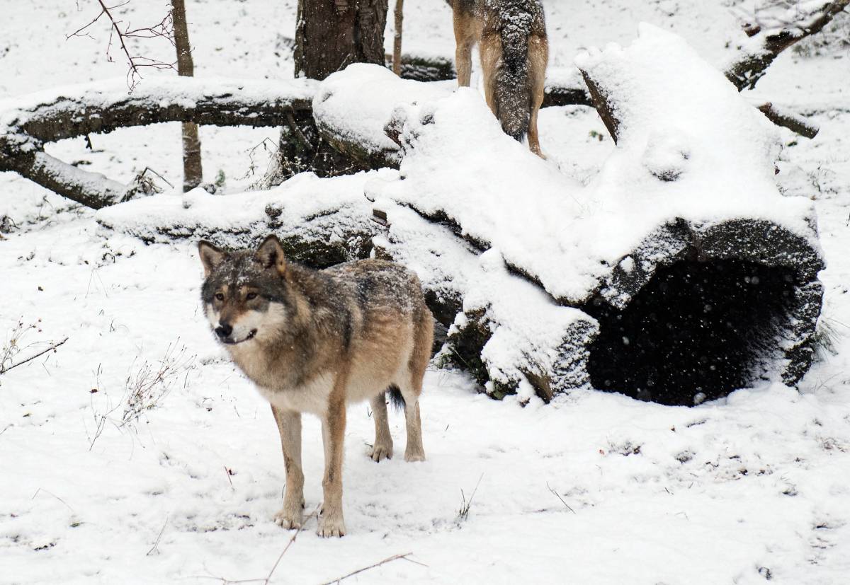 Sweden to launch wolf cull amid conservation concerns