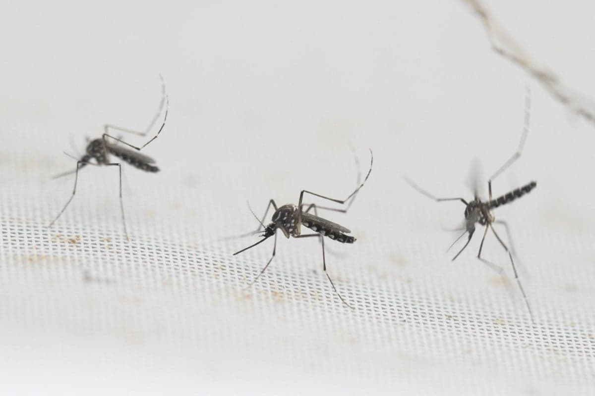 What are anti-mosquito apps and are they worth using in France?