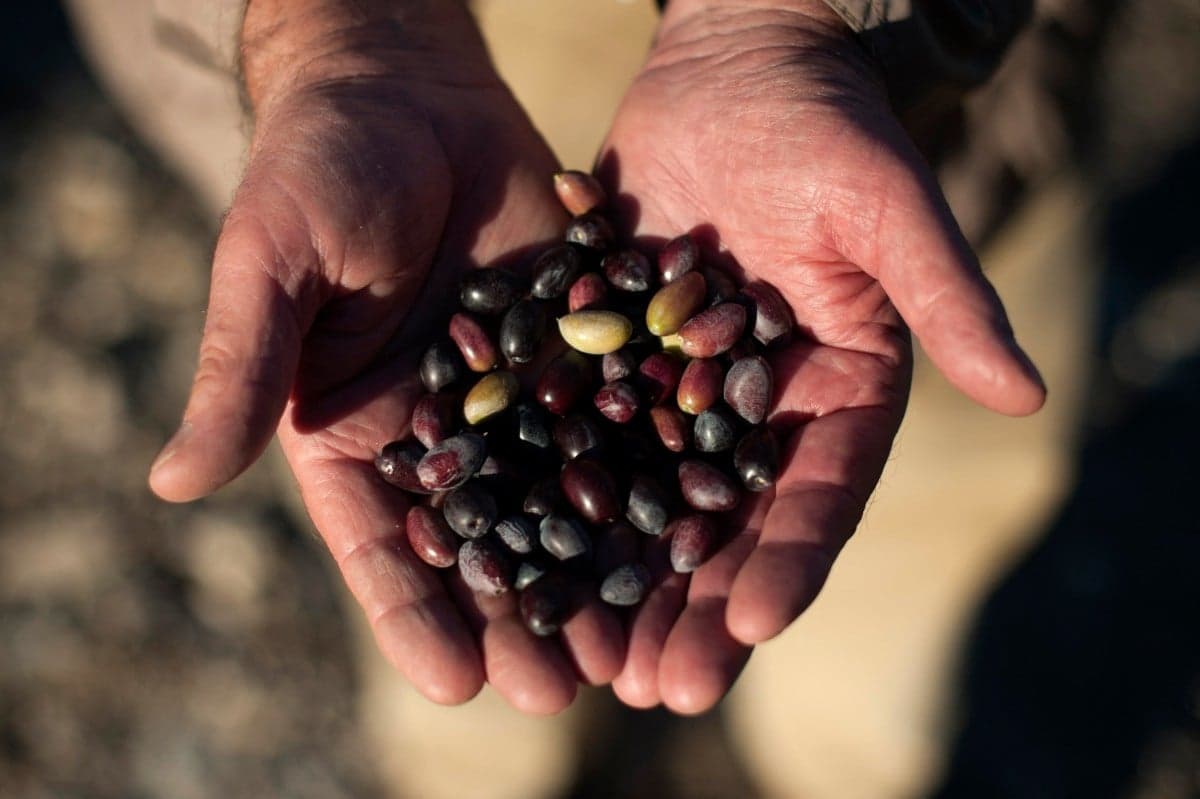 'Stress test': Olive oil producers adapt to climate change