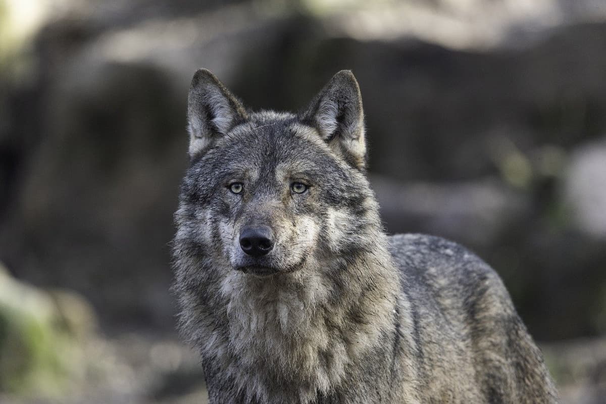 Wolves to lynx: Where in Switzerland could you come across predators?