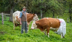 Cowbells are more important than a good night's sleep, Munich court rules