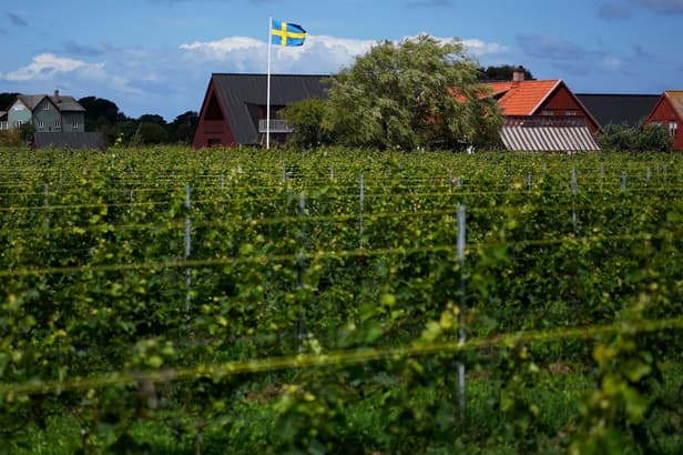 Swedish wine and cheap rentals: Essential articles for life in Sweden