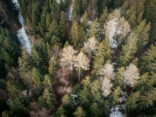 Girl, 6, dies after being found unconscious in Swiss forest