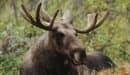 Horny elks give Asia 'Swedish Viagra'