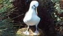 Rare albatross sighting for Swedish birdwatchers