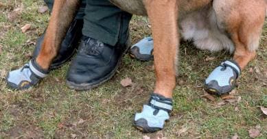 German police dogs get special footwear