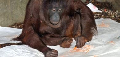 German orangutans sell €3,200 in paintings to UK