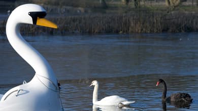 Jilted German swan reunited with paddleboat crush