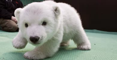 Polar bear cub Snowflake prepares for media debut