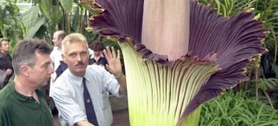 Giant flower's stench stinks up Bonn