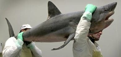 Baltic Sea sharks under threat