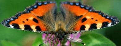 German conservationists call for butterfly census