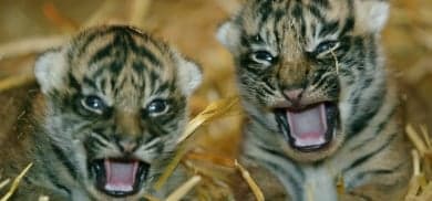 German zoo investigated for killing tiger cubs