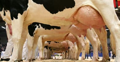 Dairy farmers strike over milk prices