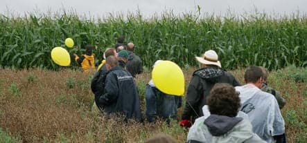 Bavarian police arrest 50 for destroying GM corn field