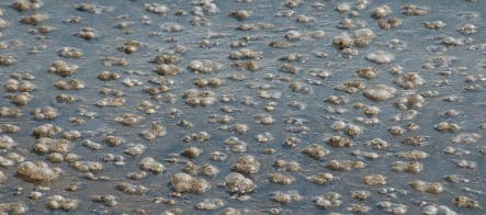 Bloated jellyfish swarm German coastline