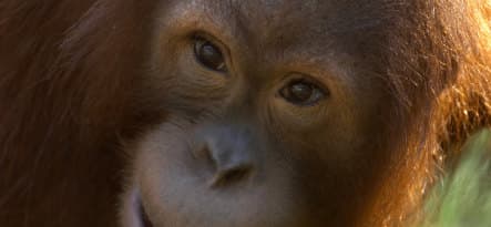 Hamburg orangutan drowns after visitor throws food