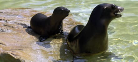 Baby sea lion makes a splash at Berlin zoo