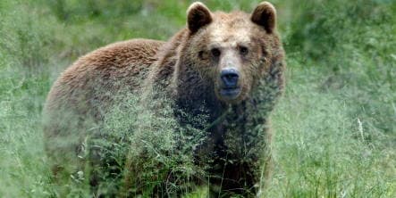 Bear attacks German tourist camping in Romania
