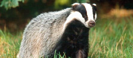Mating German badgers cause police chopper emergency call