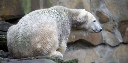 Berlin zoo monitoring Knut following keeper's death