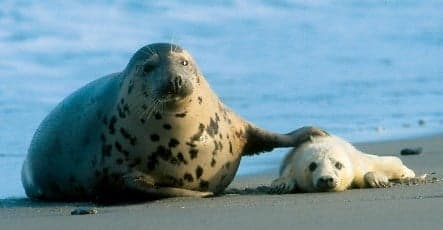 Season's first grey seal pups born on Helgoland