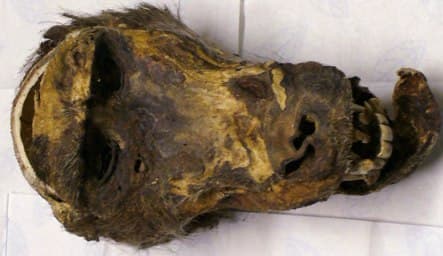 Maggot-infested monkey head found at Munich customs