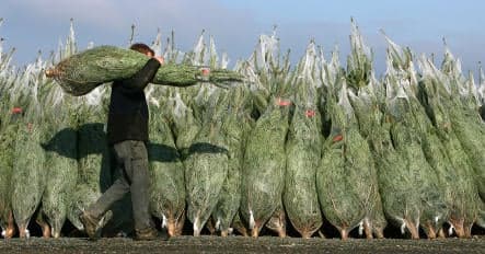 Vandals 'behead' 2,400 Christmas trees
