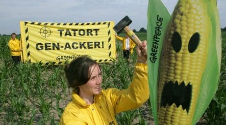 Berlin mulls genetically modified corn ban