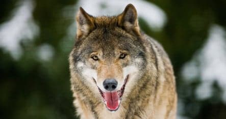 Reward offered for hunter who killed wolf