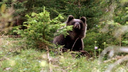 Bruno the bear's half-brother possibly headed for Bavaria