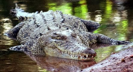 Crocodile on riverbank spooks cops near Berlin