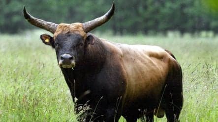 British fascinated by Nazi 'super cows'