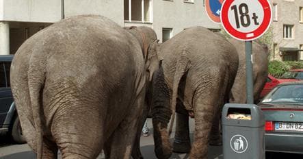 Elephants roam Berlin suburbs