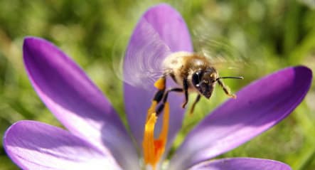 Bees stressed out by spring flower glut