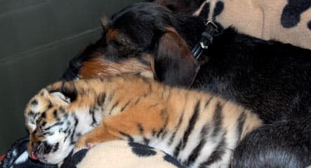 Dachshund dies after adopting abandoned baby tiger