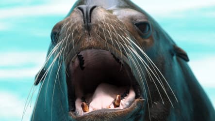 Sea lion mates himself to death at Nuremberg zoo