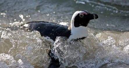 Police patrol called to check penguins' papers