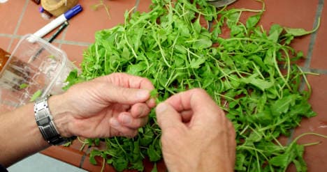 Officials order checks on rocket salad after poison plant find