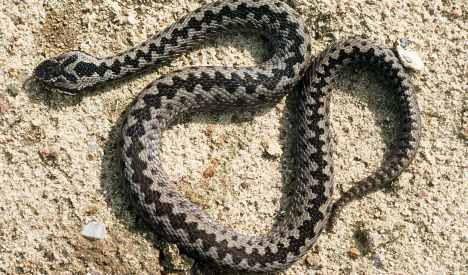 Poisonous snake bites British tourist in Bavarian supermarket