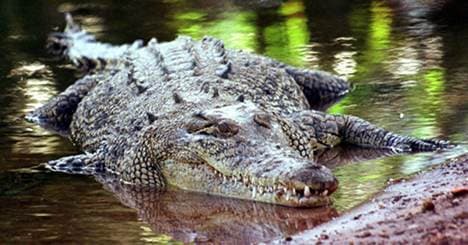 Bavarian teens spot suspected croc in pond