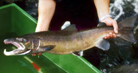 Once filthy Ruhr River safe again for salmon
