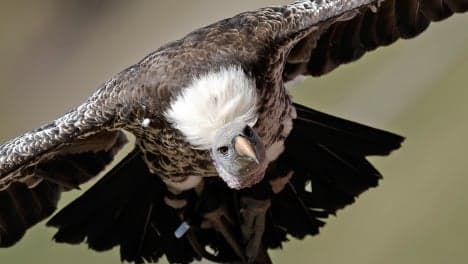 Tidy wilderness rule blocks vultures’ return to German Alps