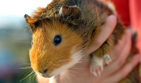 Fire fighters use night vision camera to save child's guinea pig