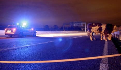 Rampaging 'wild cows' near A1 autobahn shot dead