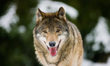 Hunters urge calm as wolves return to Bavaria
