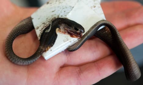 Escaped cobra found dead